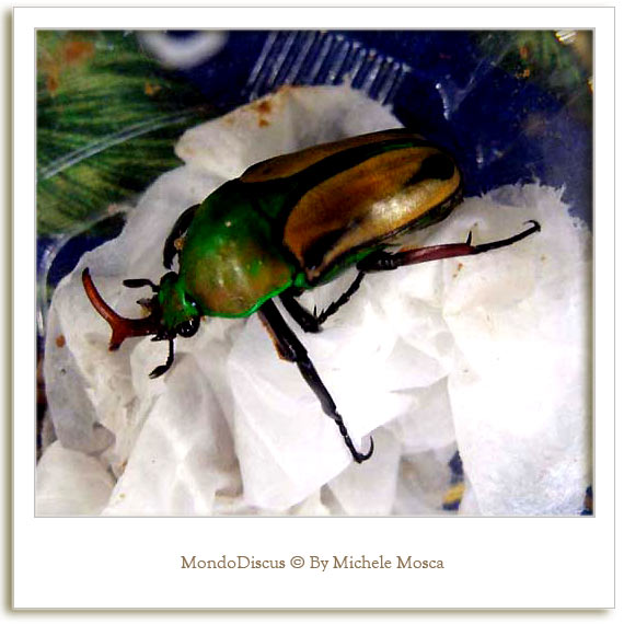 Un Coleottero della Mostra Esotica Di Perugia 2008