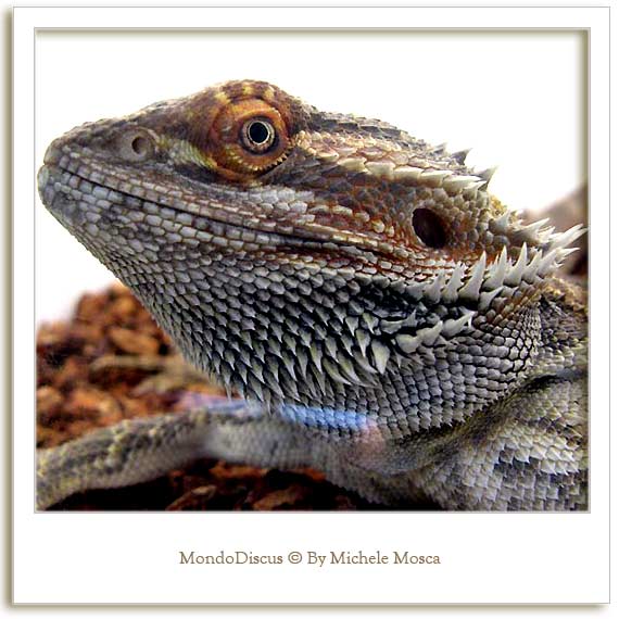 Un Iguana della Mostra Esotica Di Perugia 2008