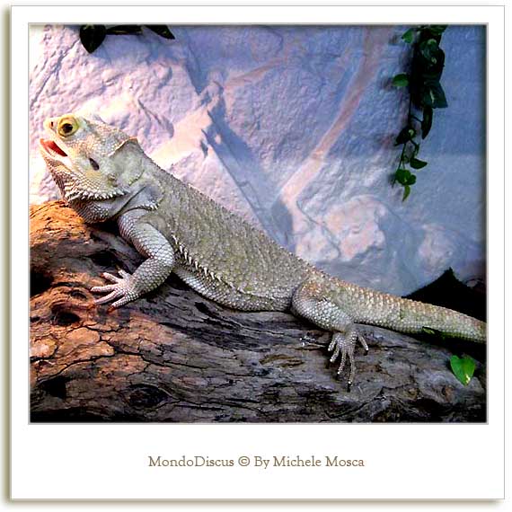Un Iguana della Mostra Esotica Di Perugia 2008