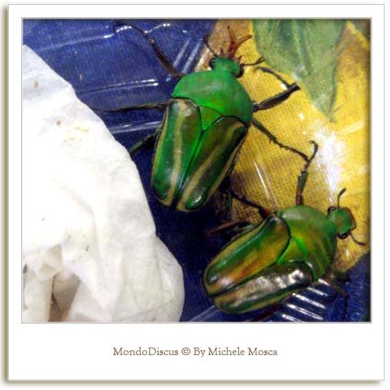 Alcuni Insetti della Mostra Esotica Di Perugia 2008