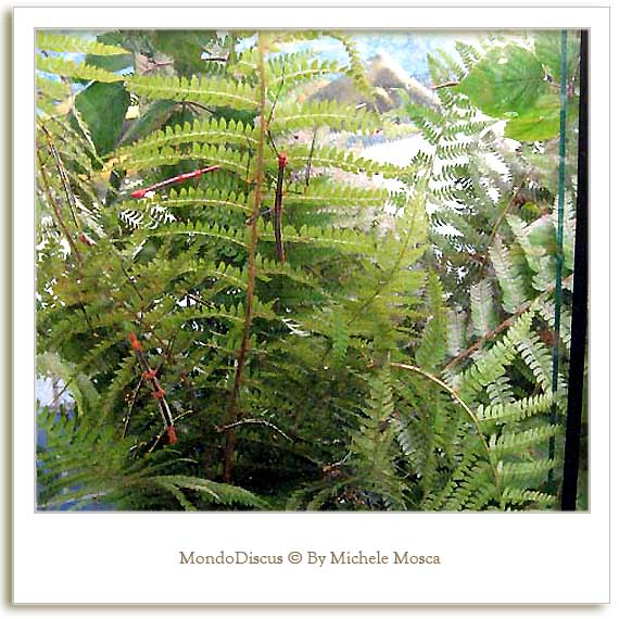 Alcuni Insetti Stecco della Mostra Esotica Di Perugia 2008