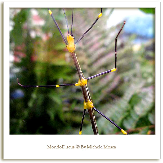 Primo piano di un Insetto Stecco