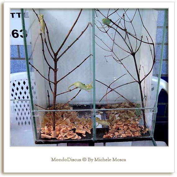 Alcuni Rettili della Mostra Esotica Di Perugia 2008