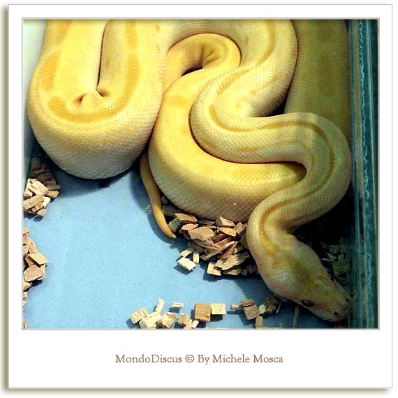 Un serpente della Mostra Esotica Di Perugia 2008