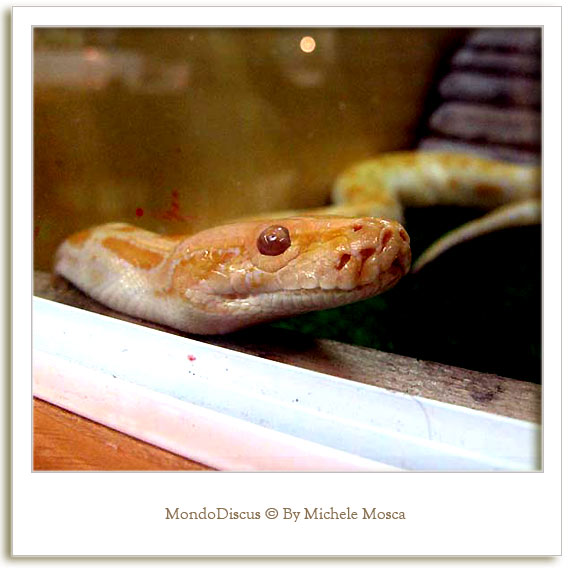 Un serpente della Mostra Esotica Di Perugia 2008