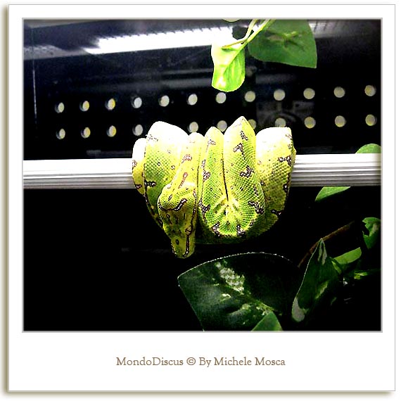 Un serpente della Mostra Esotica Di Perugia 2008