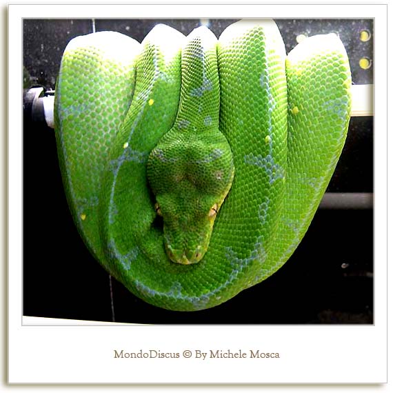 Un serpente della Mostra Esotica Di Perugia 2008