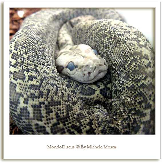 Un serpente della Mostra Esotica Di Perugia 2008