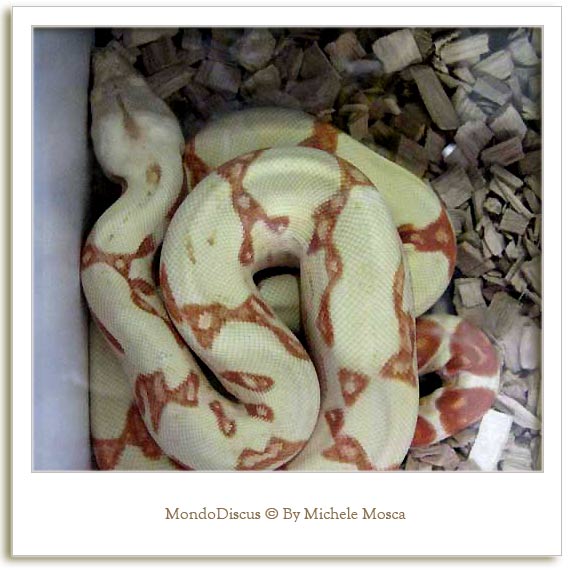 Un serpente della Mostra Esotica Di Perugia 2008