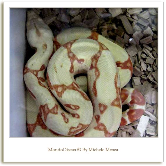 Un serpente della Mostra Esotica Di Perugia 2008