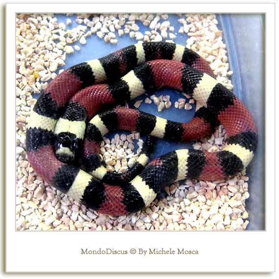 Un serpente della Mostra Esotica Di Perugia 2008