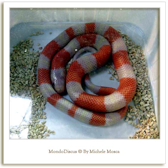 Un serpente della Mostra Esotica Di Perugia 2008