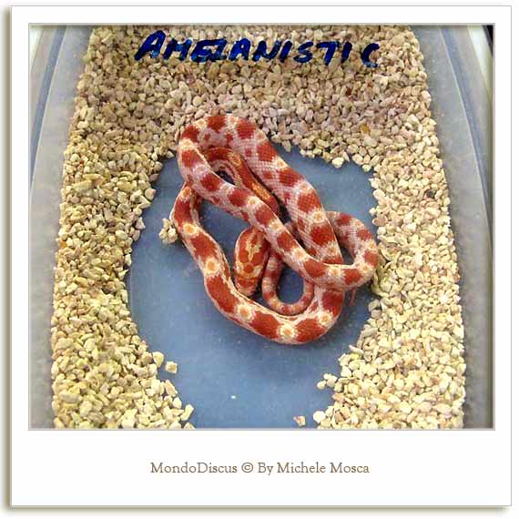 Un serpente della Mostra Esotica Di Perugia 2008