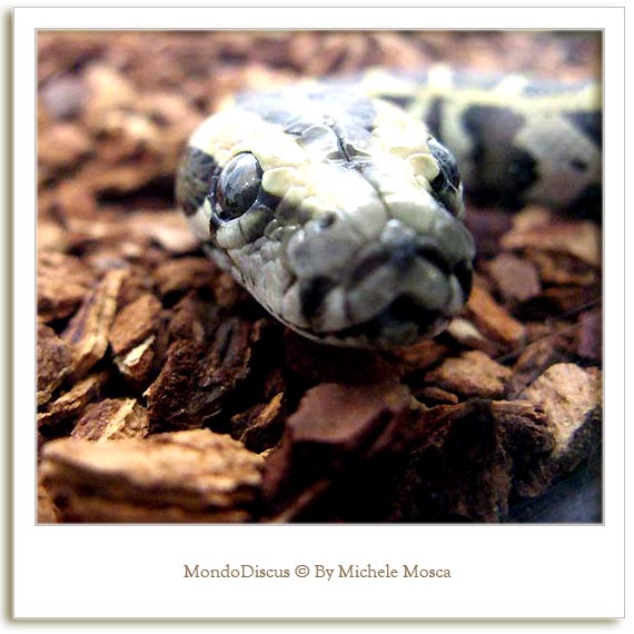 Un serpente della Mostra Esotica Di Perugia 2008