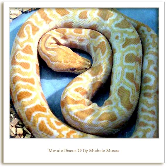 Un serpente della Mostra Esotica Di Perugia 2008