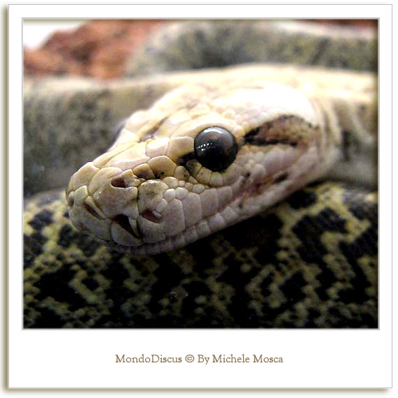 Un serpente della Mostra Esotica Di Perugia 2008