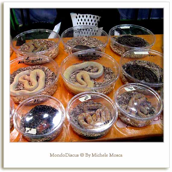 Alcuni esemplari di serpenti presenti alla Mostra Esotica Di Perugia 2008