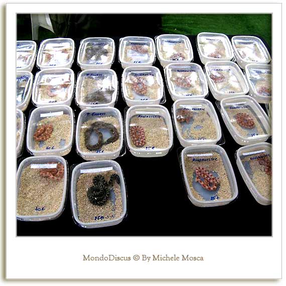 Alcuni esemplari di serpenti presenti alla Mostra Esotica Di Perugia 2008