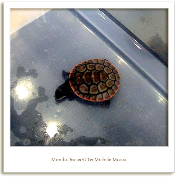 Una tartaruga della Mostra Esotica Di Perugia 2008