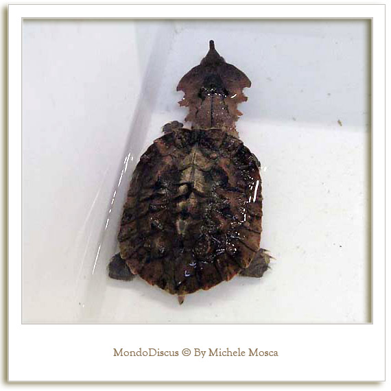 Una tartaruga della Mostra Esotica Di Perugia 2008