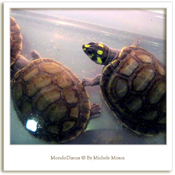 Delle Tartarughe