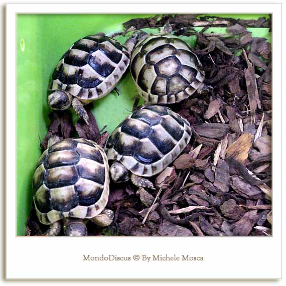 Delle Tartarughe