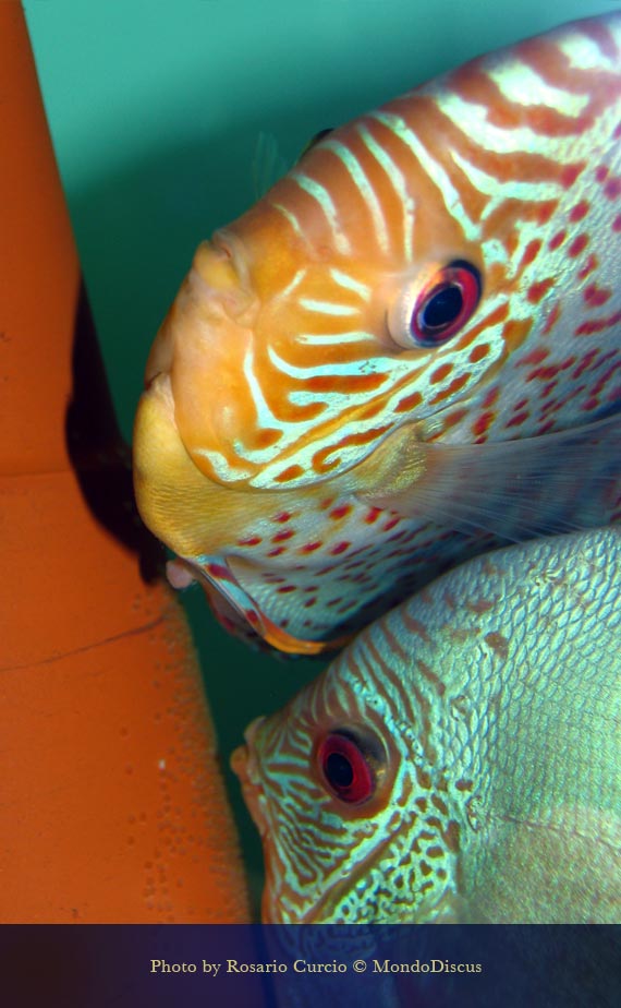 sesso femminile discus