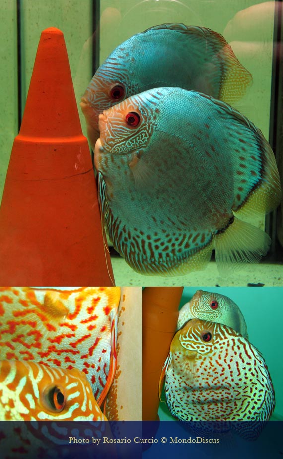 deposizione discus