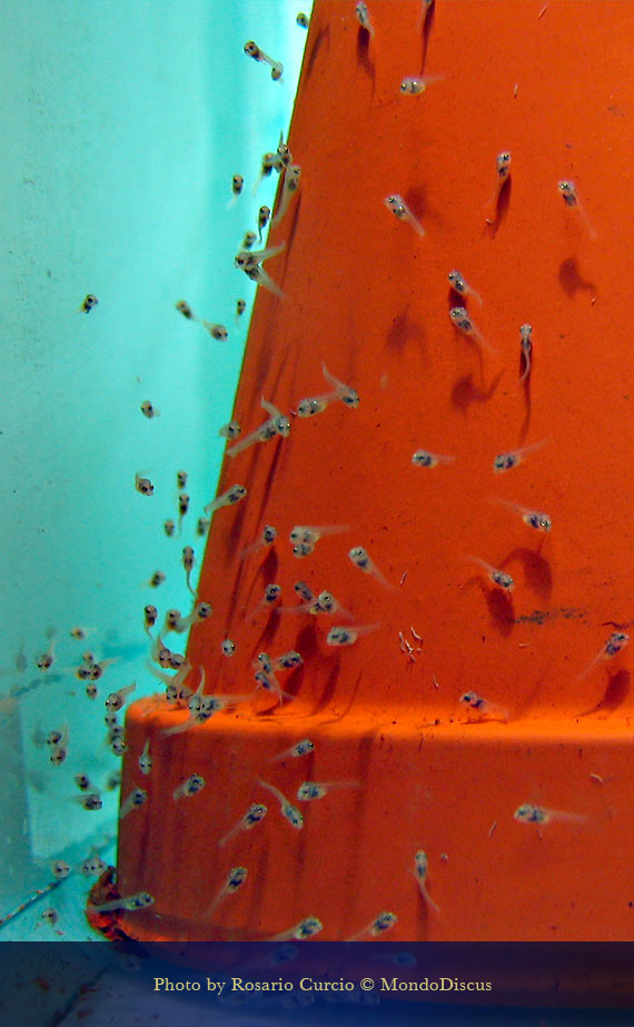 larve sul cono di discus