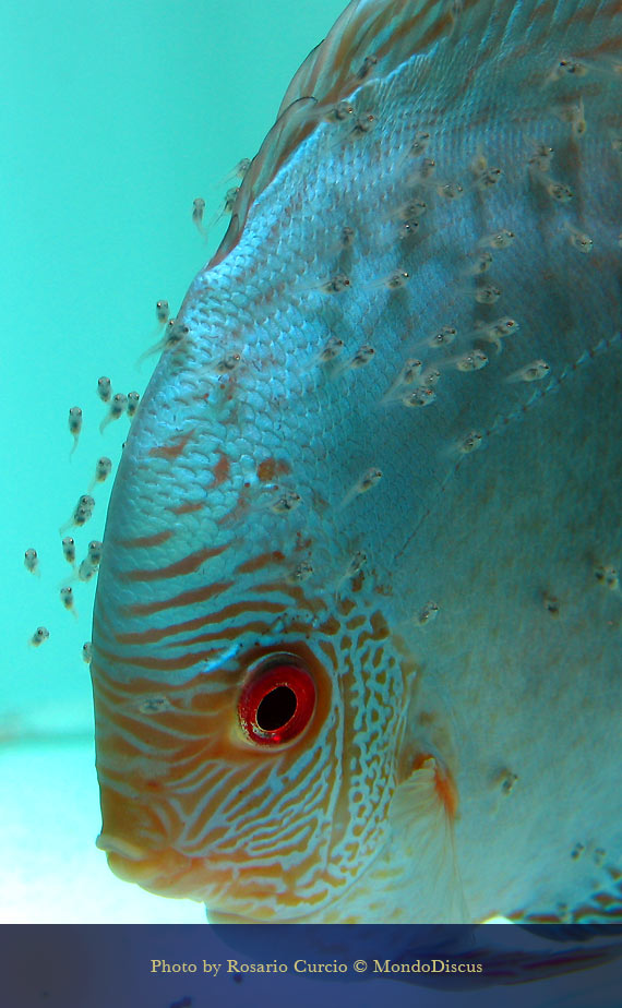 larvette di discus sul muco