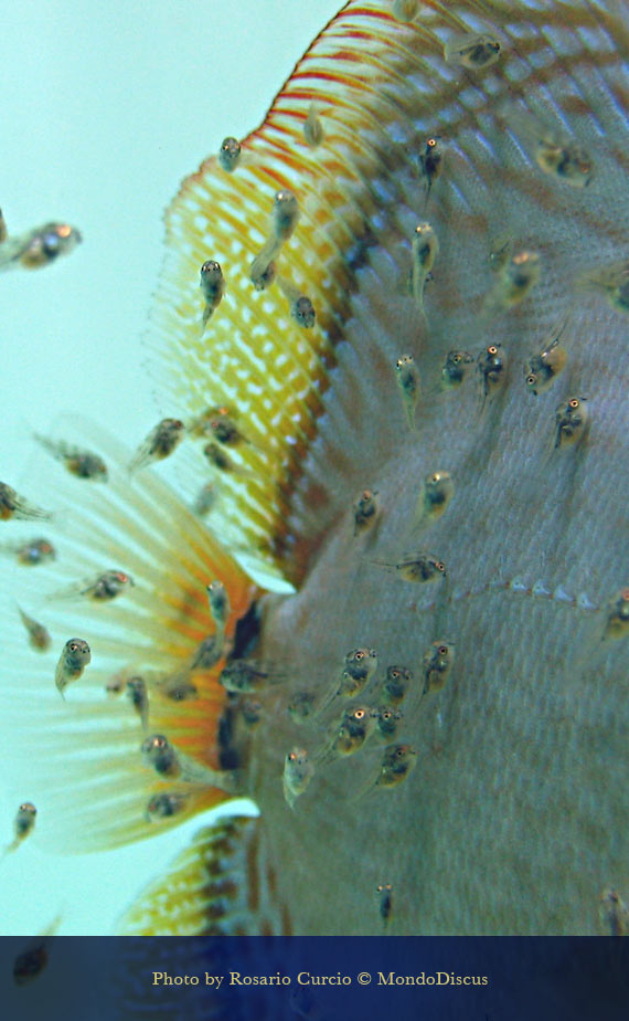 larve di disucs che mangiano muco 