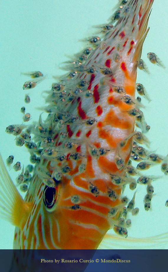 avannotti di 5 giorni discus