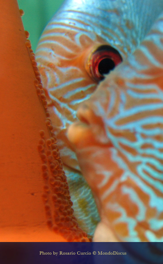 cura uova nei discus