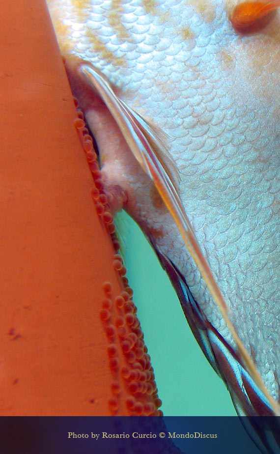 deposizoine uova nei discus