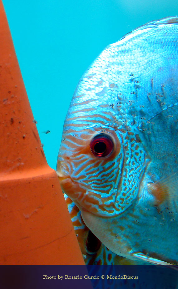 primi giorni di alrve di discus