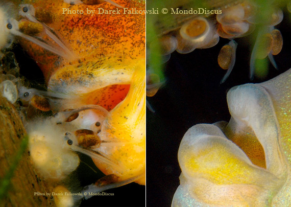 primo piano bocca avannotti discus