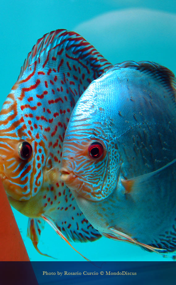 primi giorni di nuoto libero dei discus