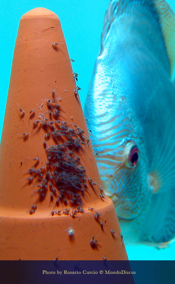 schiusa avannotti discus