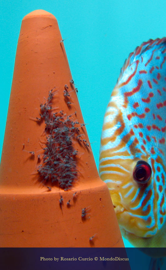 Nugolo di larve sul cono