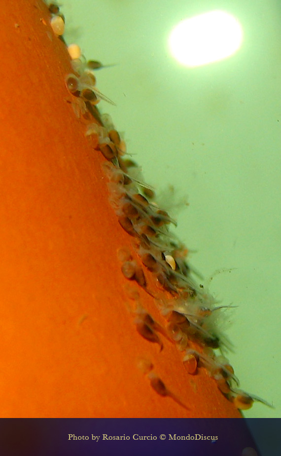 schiusa larve dei discus