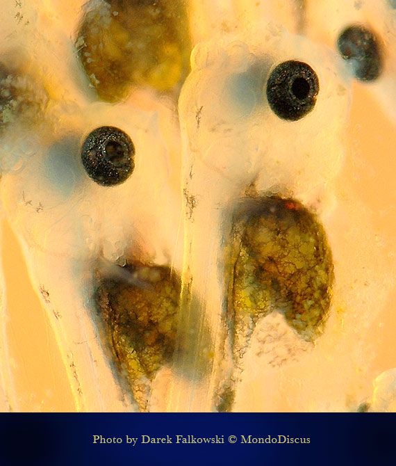 macro di larva di discus