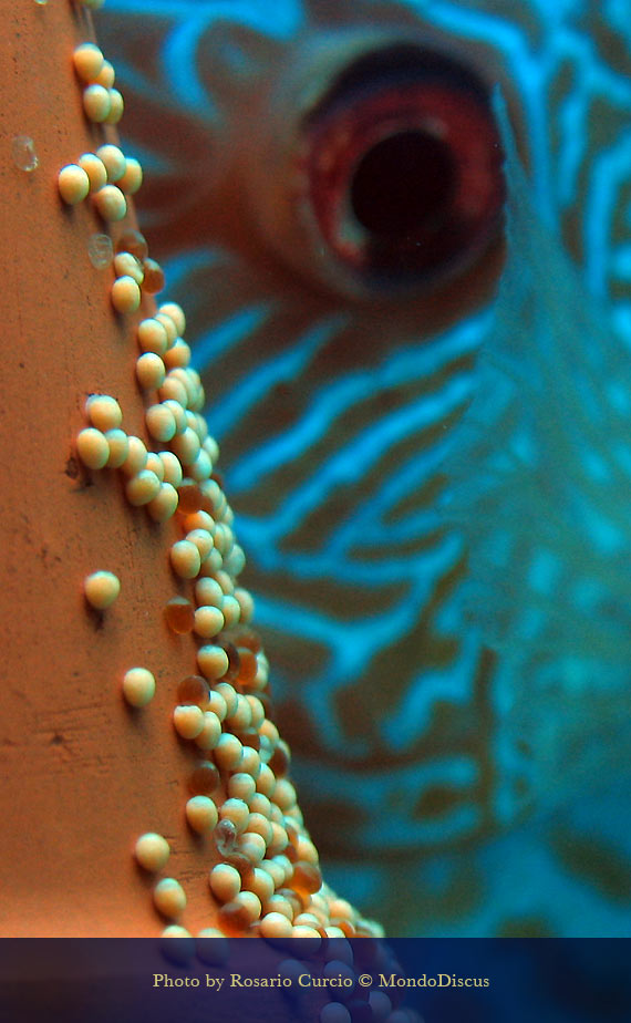 ventilazione delle uova nei discus