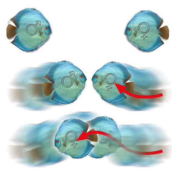 corteggiamento discus