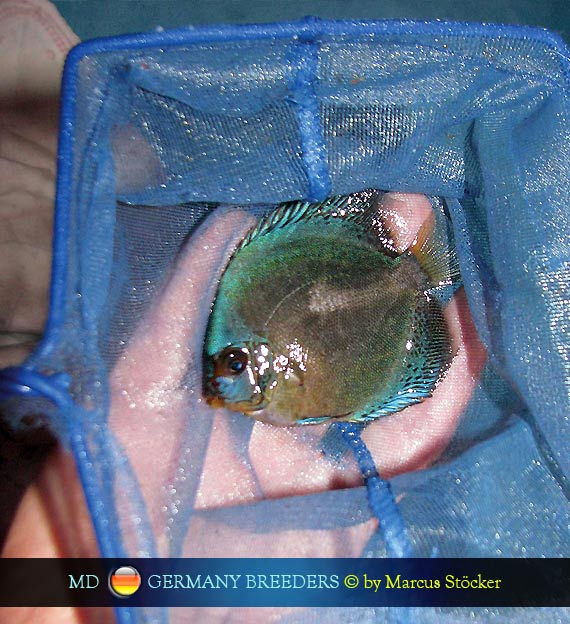 L'intervista: Marcus Stöcker su MondoDiscus