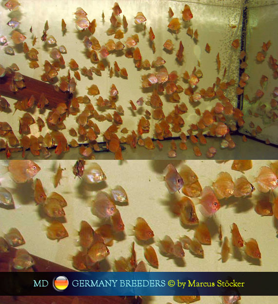 L'intervista: Marcus Stöcker su MondoDiscus