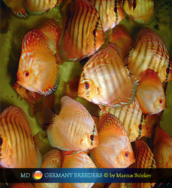 L'intervista: Marcus Stöcker su MondoDiscus