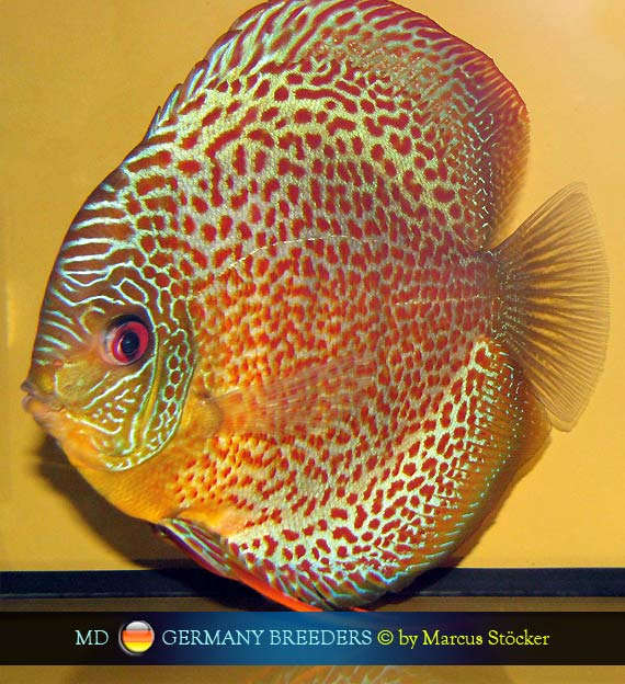 L'intervista: Marcus Stöcker su MondoDiscus