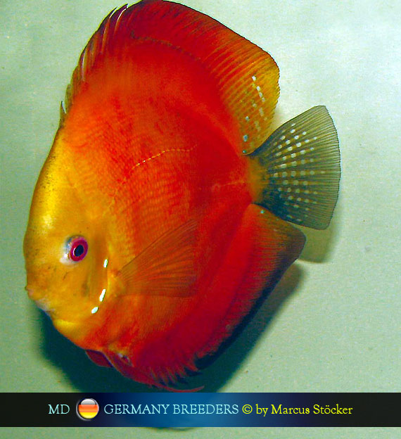 L'intervista: Marcus Stöcker su MondoDiscus