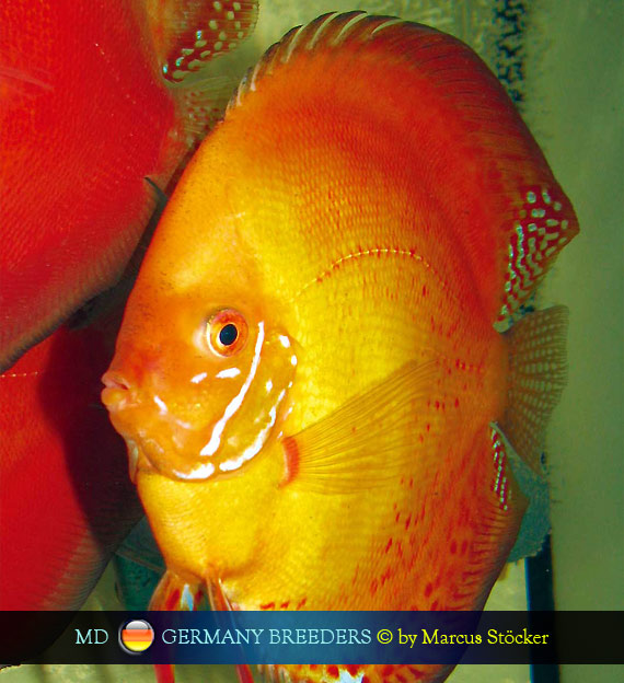 L'intervista: Marcus Stöcker su MondoDiscus