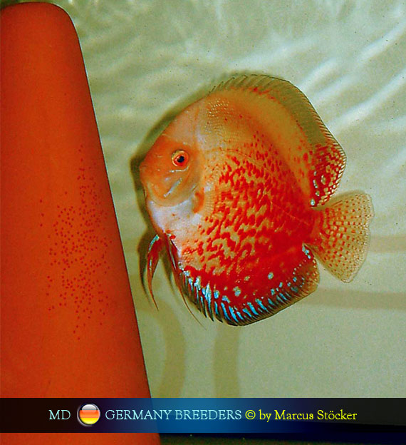 L'intervista: Marcus Stöcker su MondoDiscus